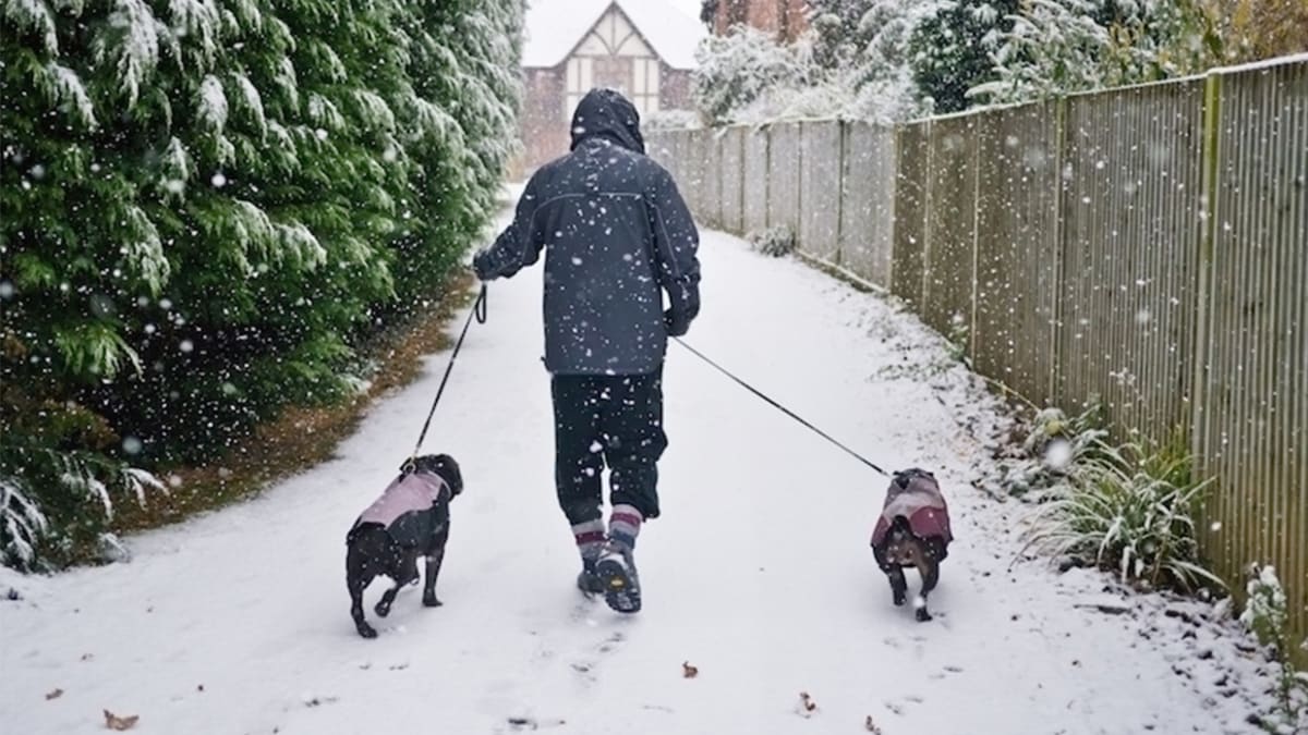 Walking dog outlet in snow