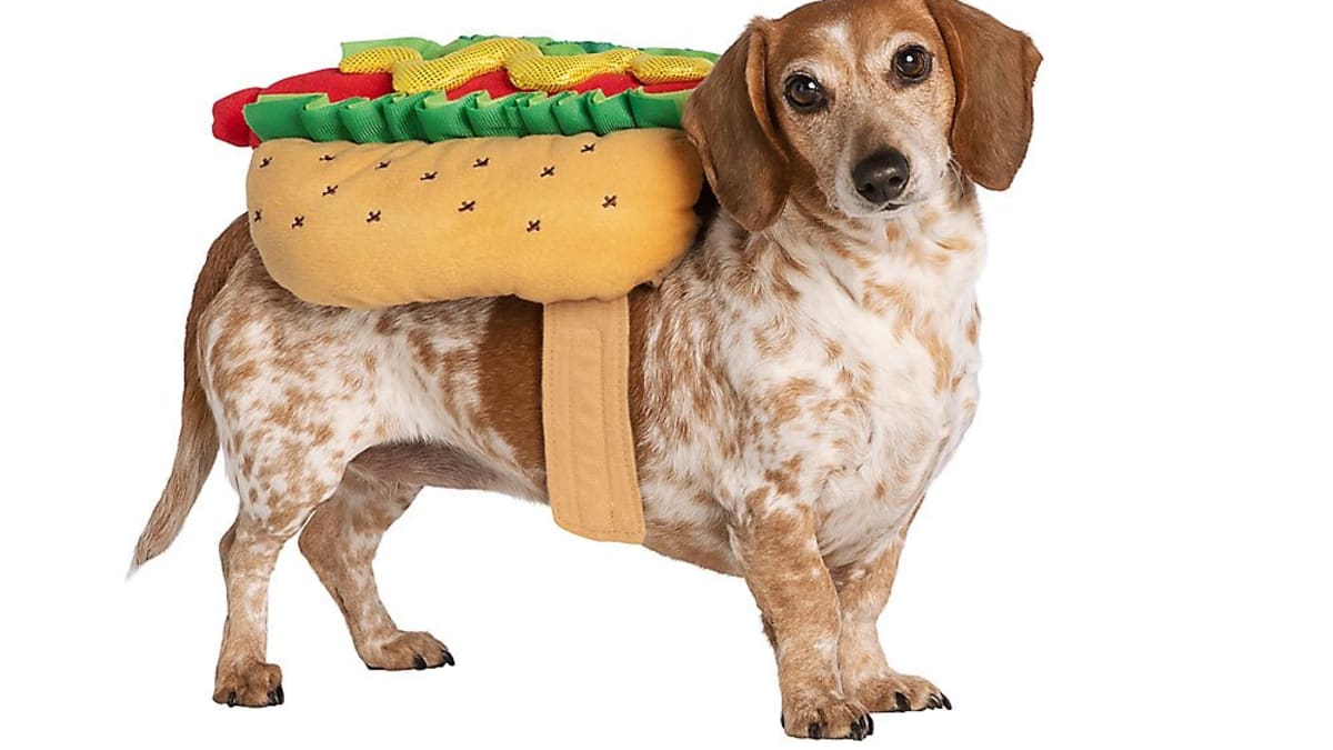 Big lots best sale dog costumes
