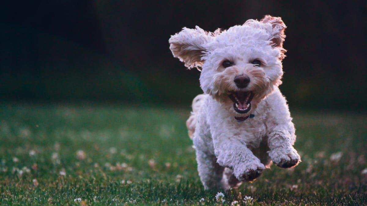 Playful cheap hypoallergenic dogs