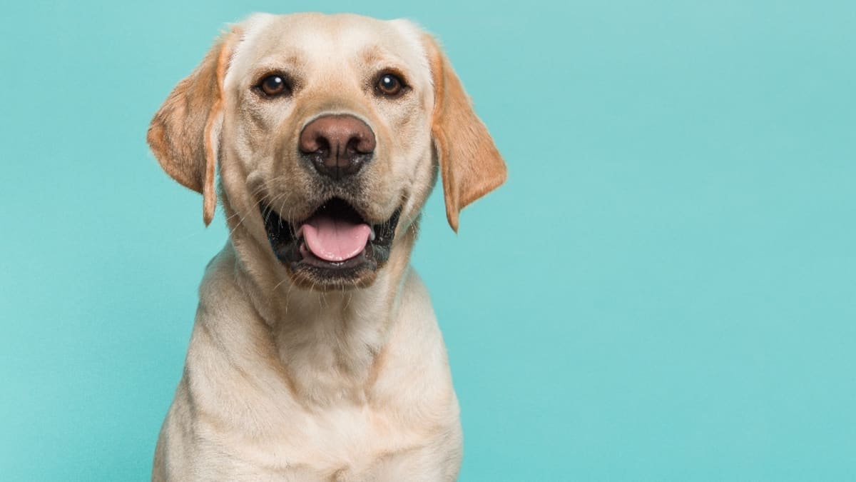 Can you give shop ham to dogs