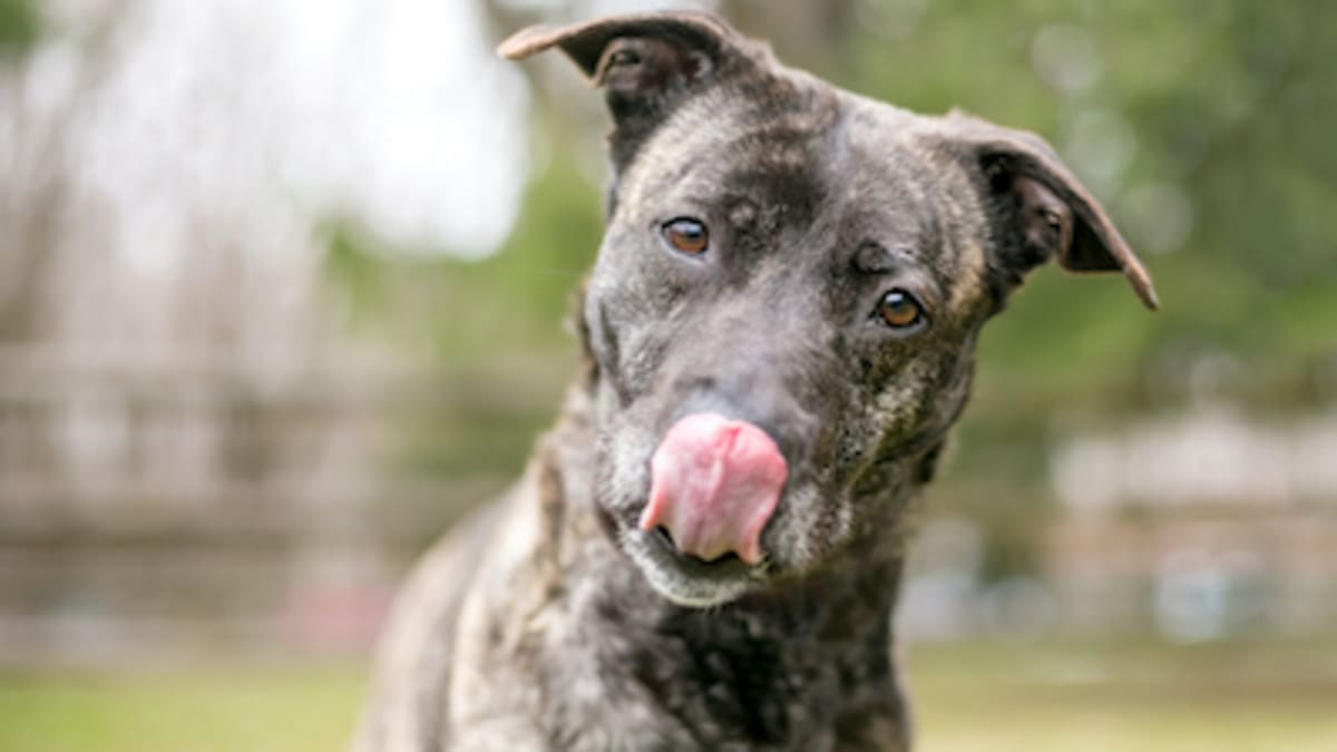White brindle dog sales