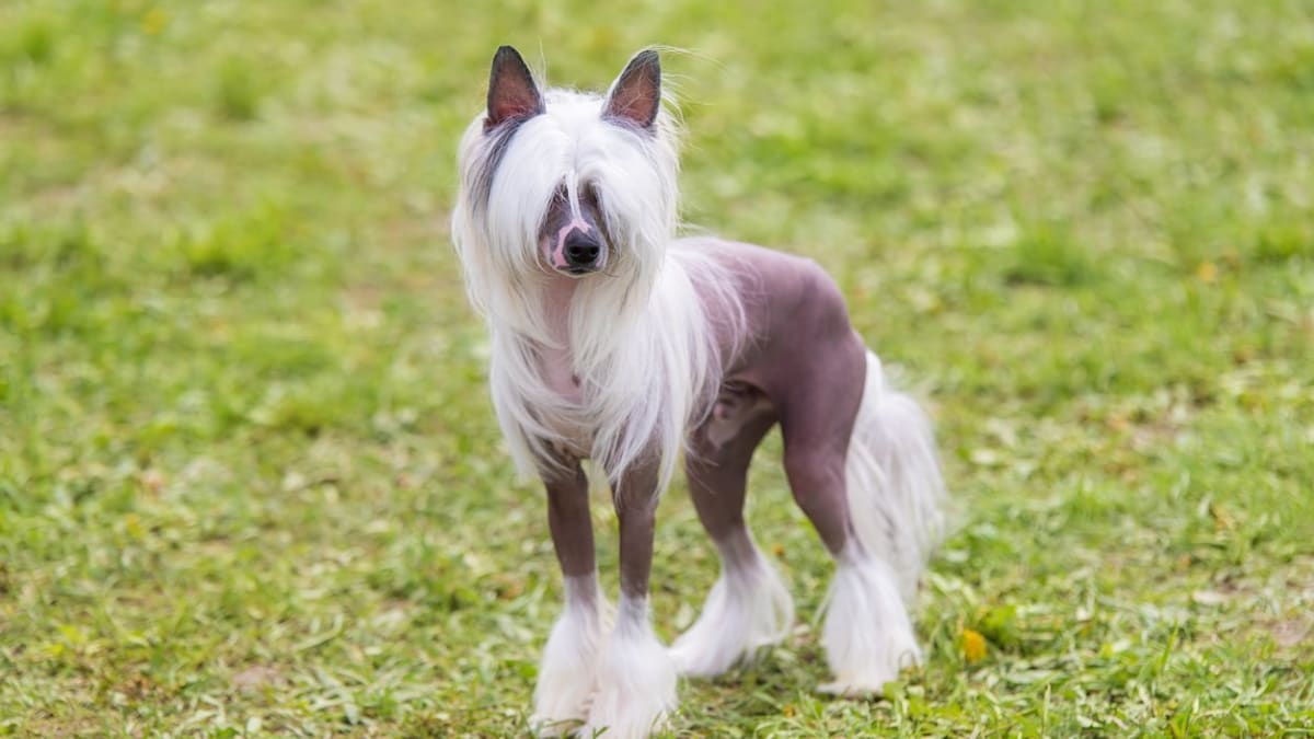 Tall slim cheap dog breeds