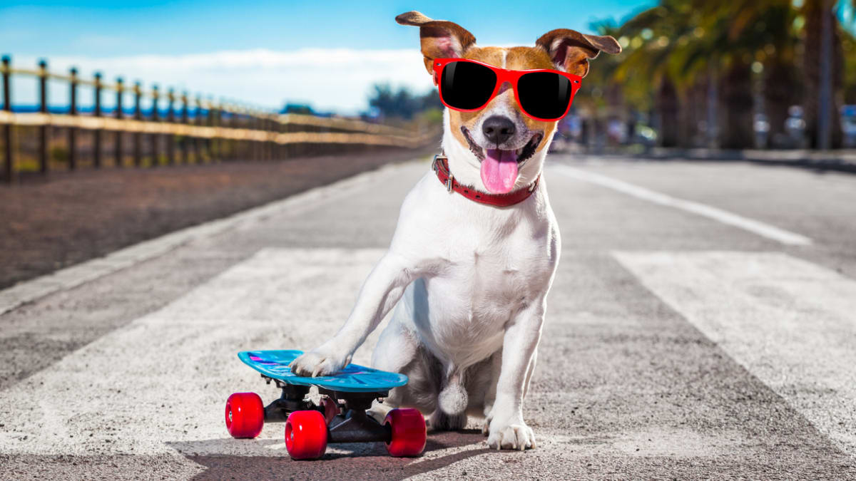 Amazing store dog names