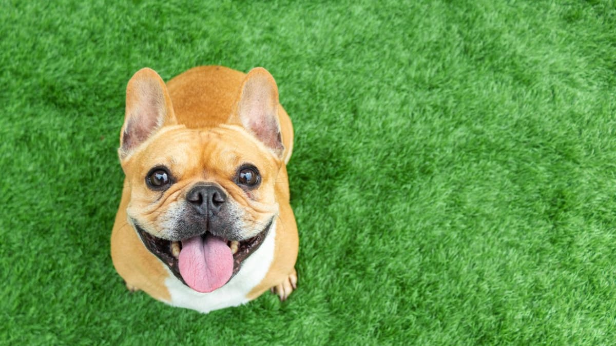 Small robust store dog breeds