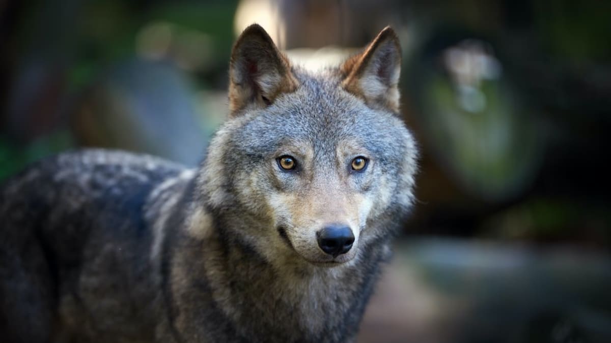 Types clearance of wolfdogs