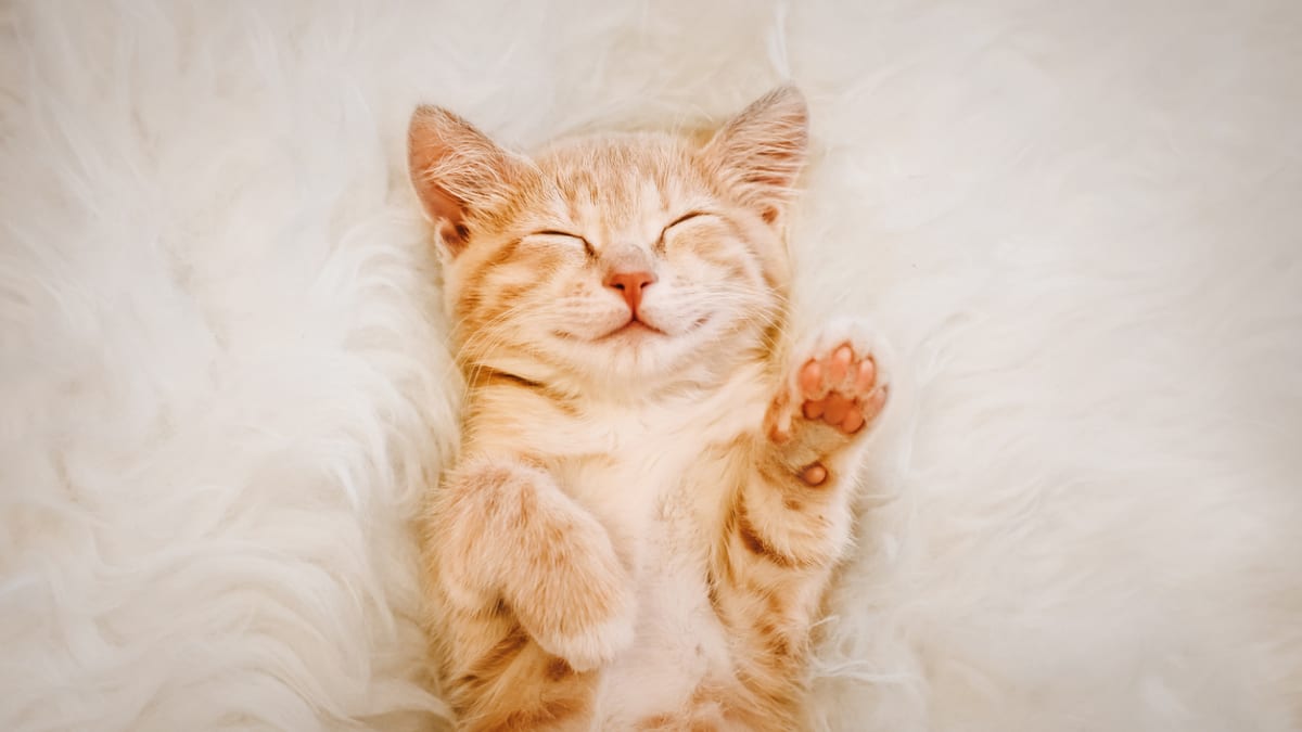 Short cat store breeds