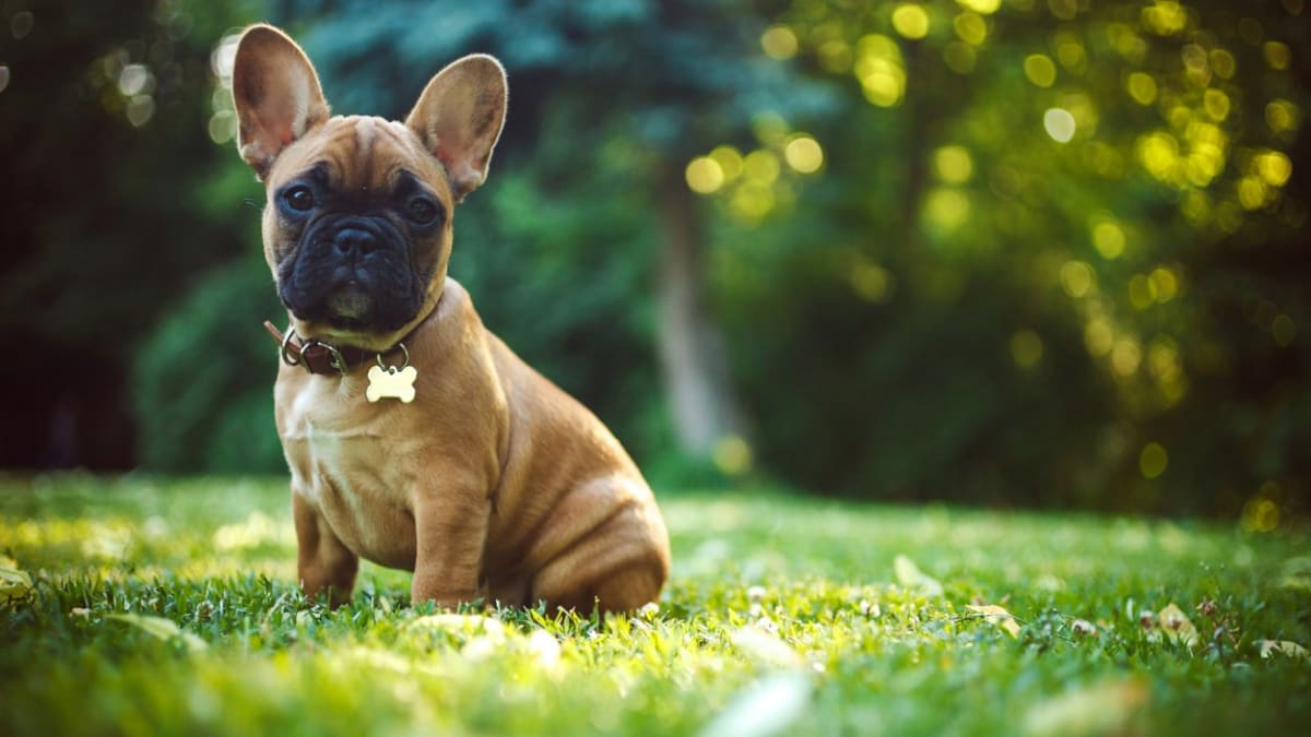 Cute names for clearance small male dogs