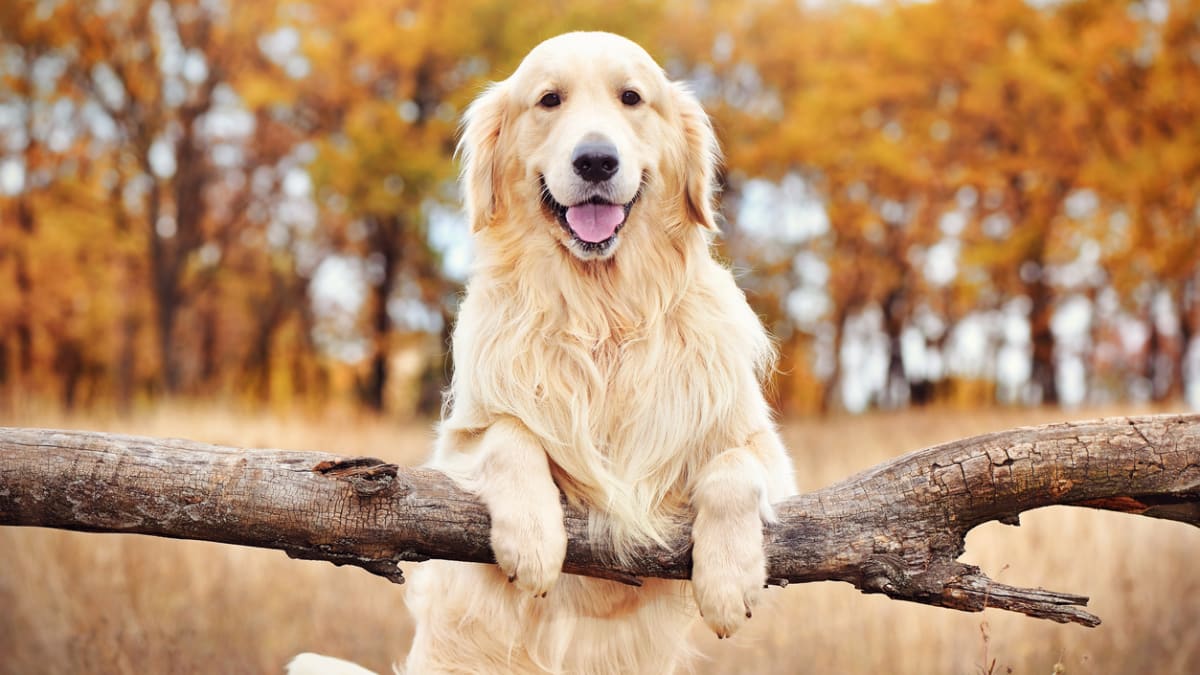 Best therapy dog breeds for anxiety sales