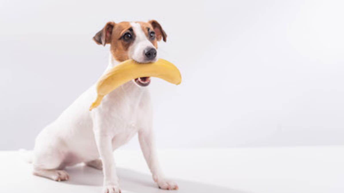 Can Dogs Eat Bananas Experts Weigh in on Whether This Fruit Is