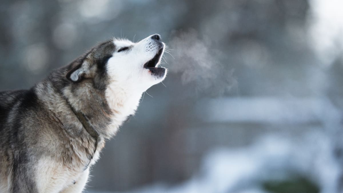 Why Do Dogs Howl The Real Reasons According to Vets Parade Pets