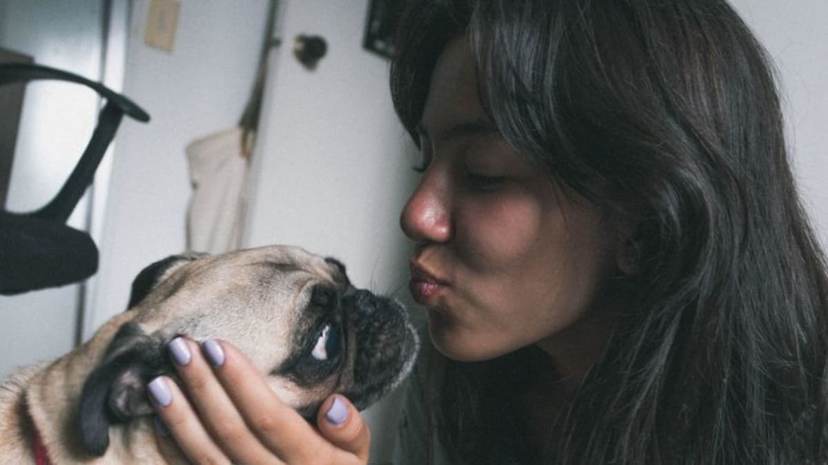 Best pet top finding sites