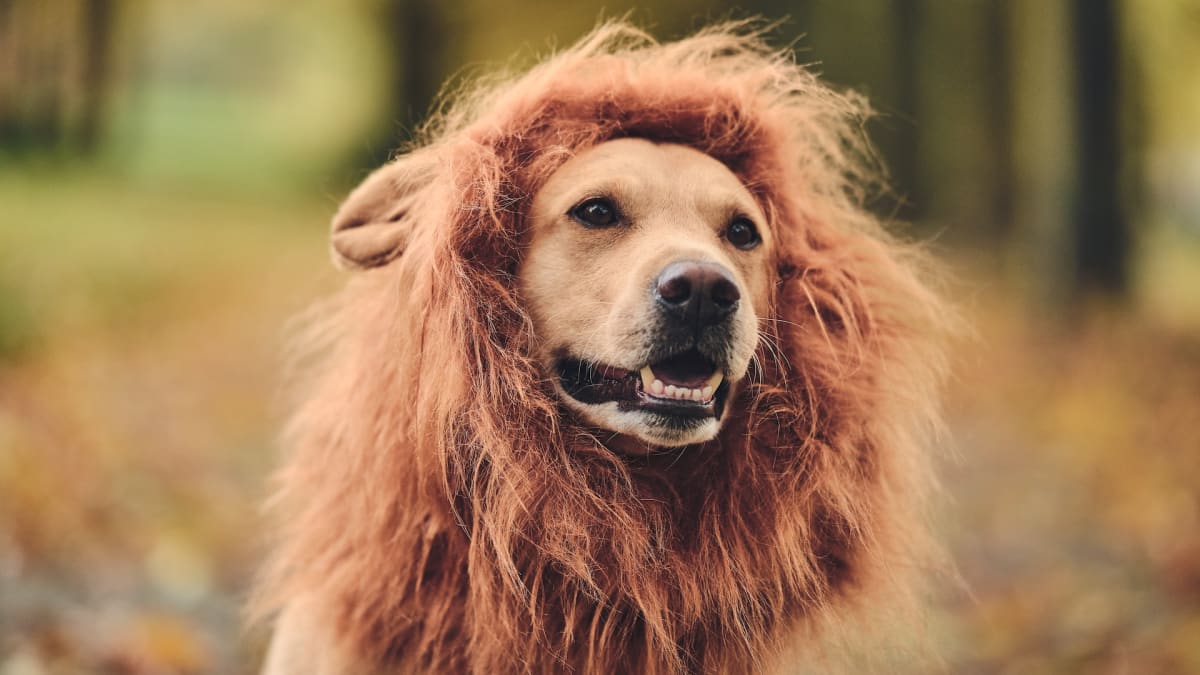 Dog dressed like lion shop
