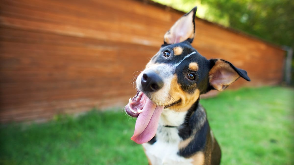 Dogs allergic to cashews best sale