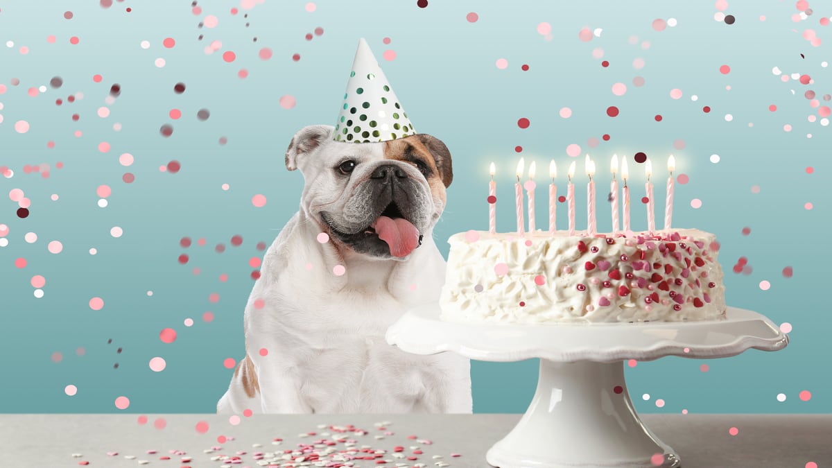 Bulldog s Cute Excitement Over Birthday Cake Is a Total Mood Parade Pets