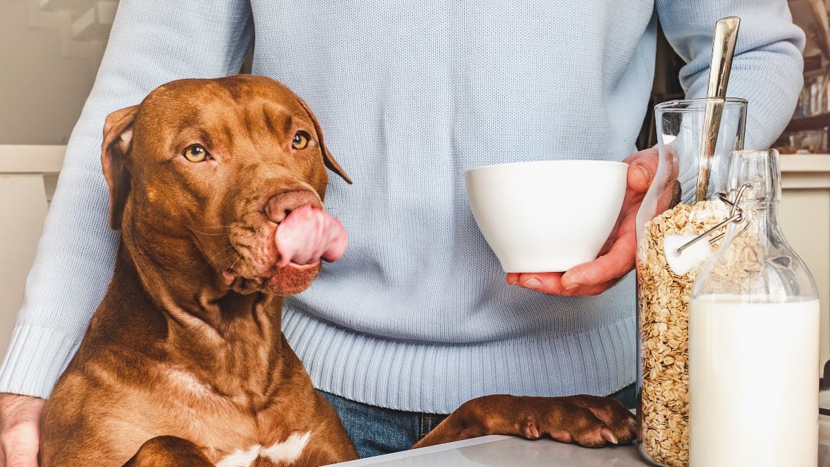 Is milk bad for dogs to drink 2025
