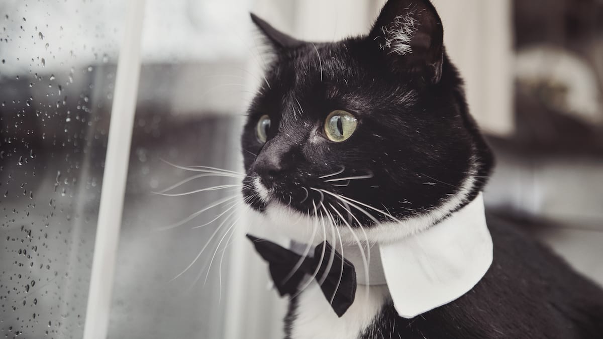 Tuxedo cat collar top