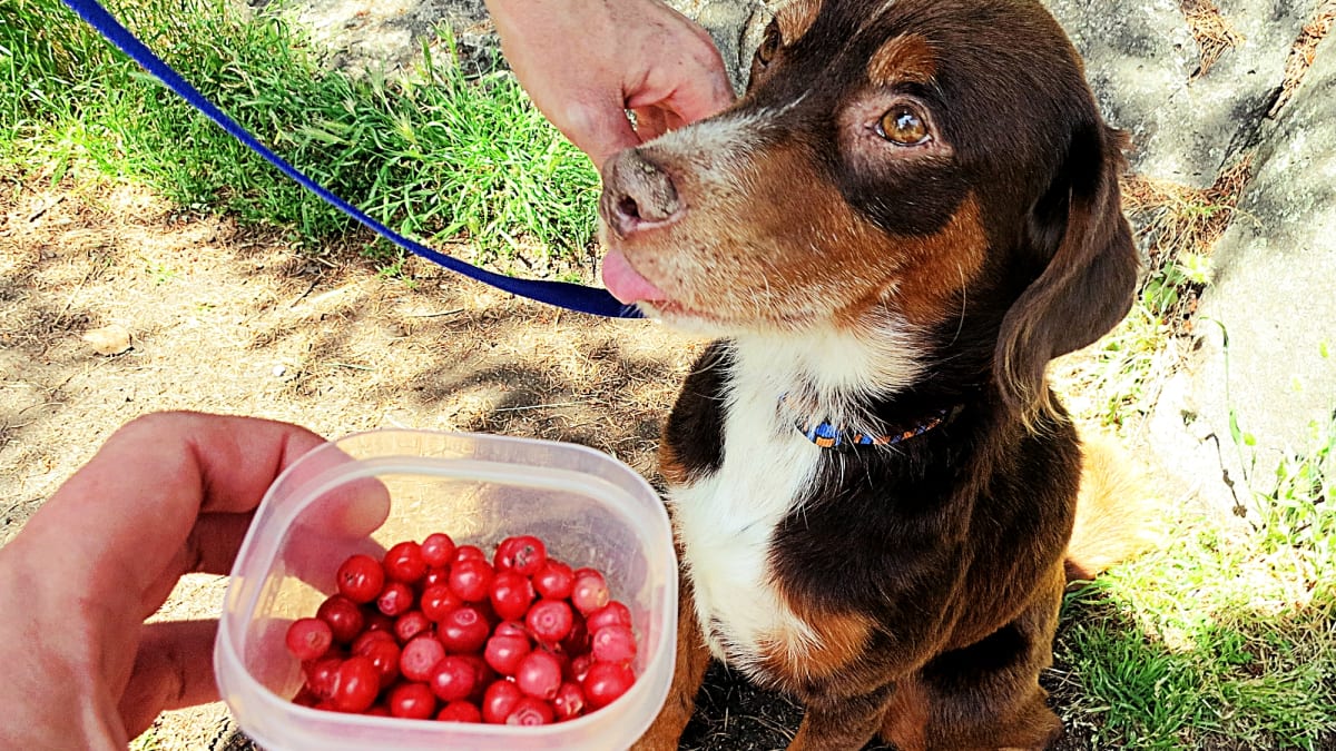 Cranberries dog safe cheap