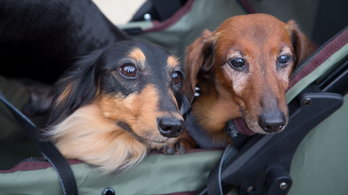 Darlin dachshunds outlet
