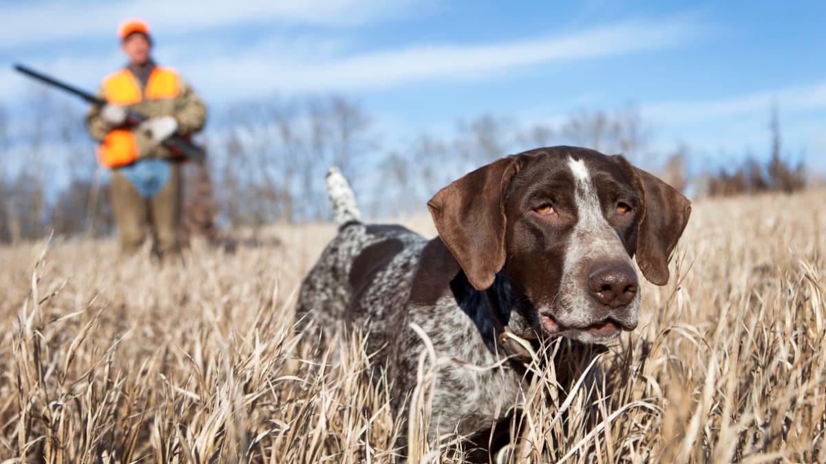 Belgian sales hunting dog