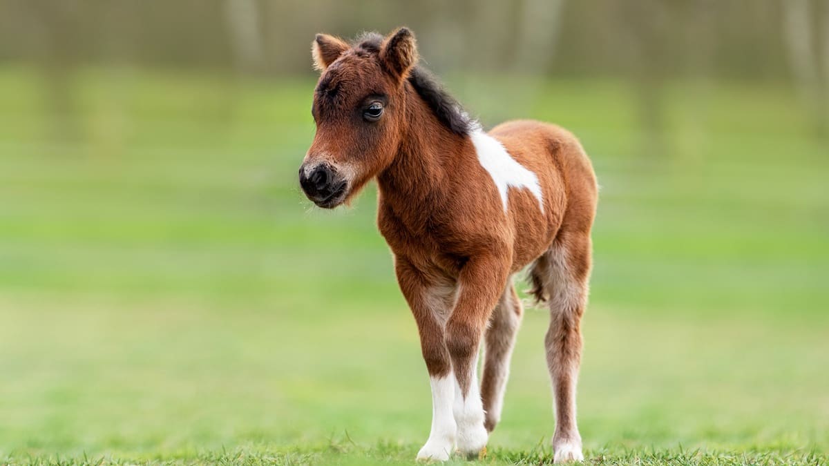 Pony for baby 2025