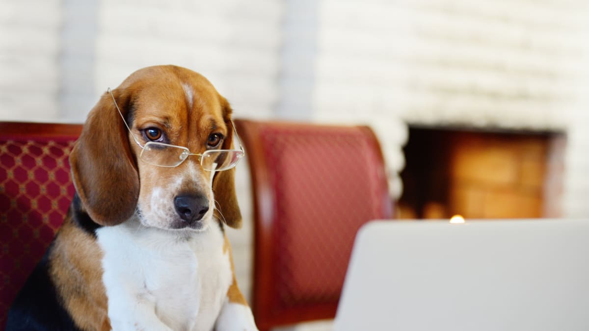 The Smartest Pets You Can Adopt According to Veterinarians