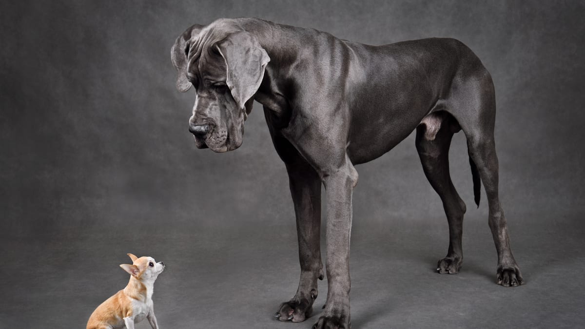 Tea Cup Chihuahua Trying to Nap on Great Dane Is Priceless