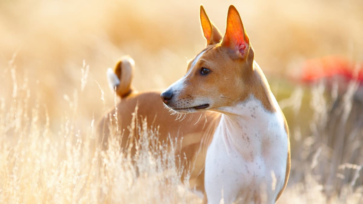 Chinese dog that looks like shop a fox