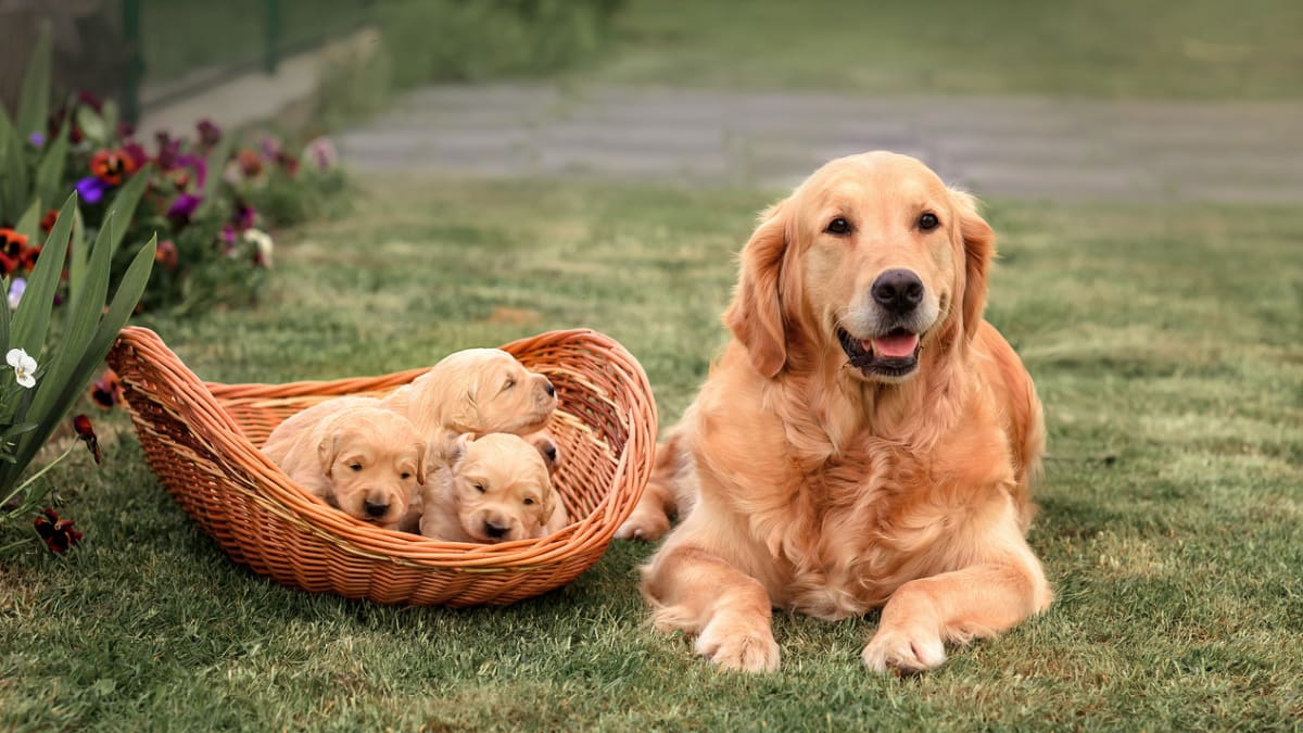 Pictures of baby golden retrievers clearance
