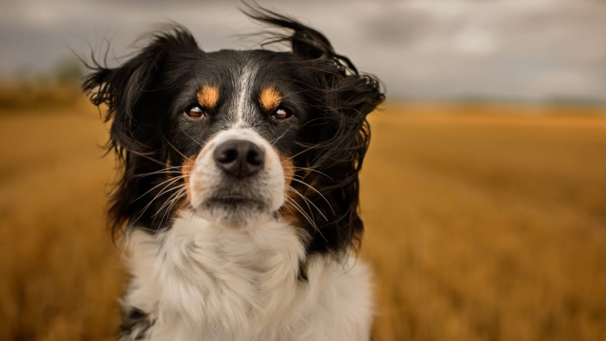 15 Farm Dogs Best Breeds for Living on a Farm Parade Pets