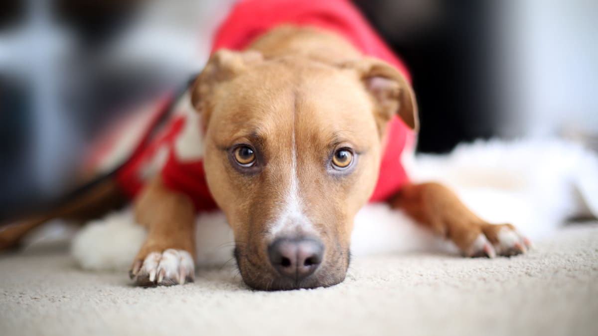 Pitbull sweaters for humans discount