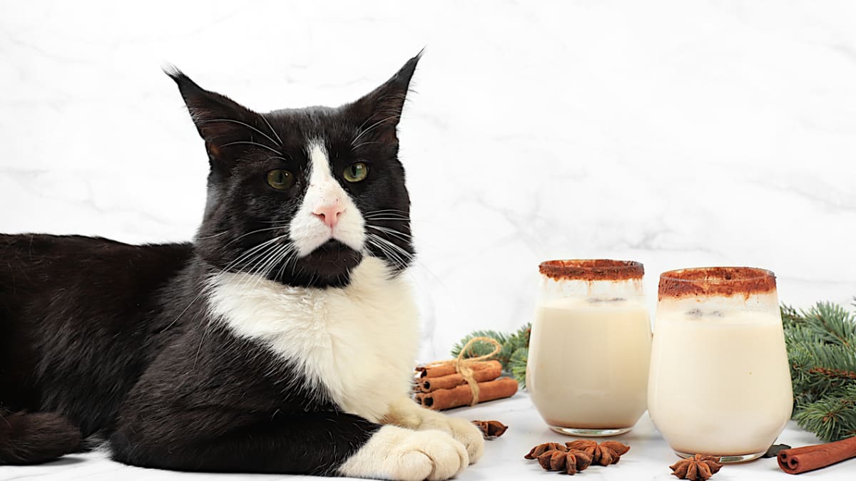 Can cats have cinnamon outlet milk