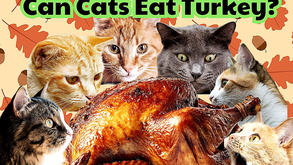 Turkey good for cats top