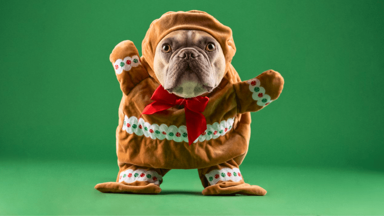 Is ginger bread bad for dogs discount