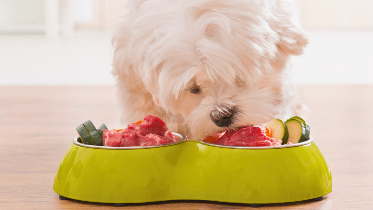 3 Vet Approved Homemade Dog Food Recipes for Your Pooch Parade Pets