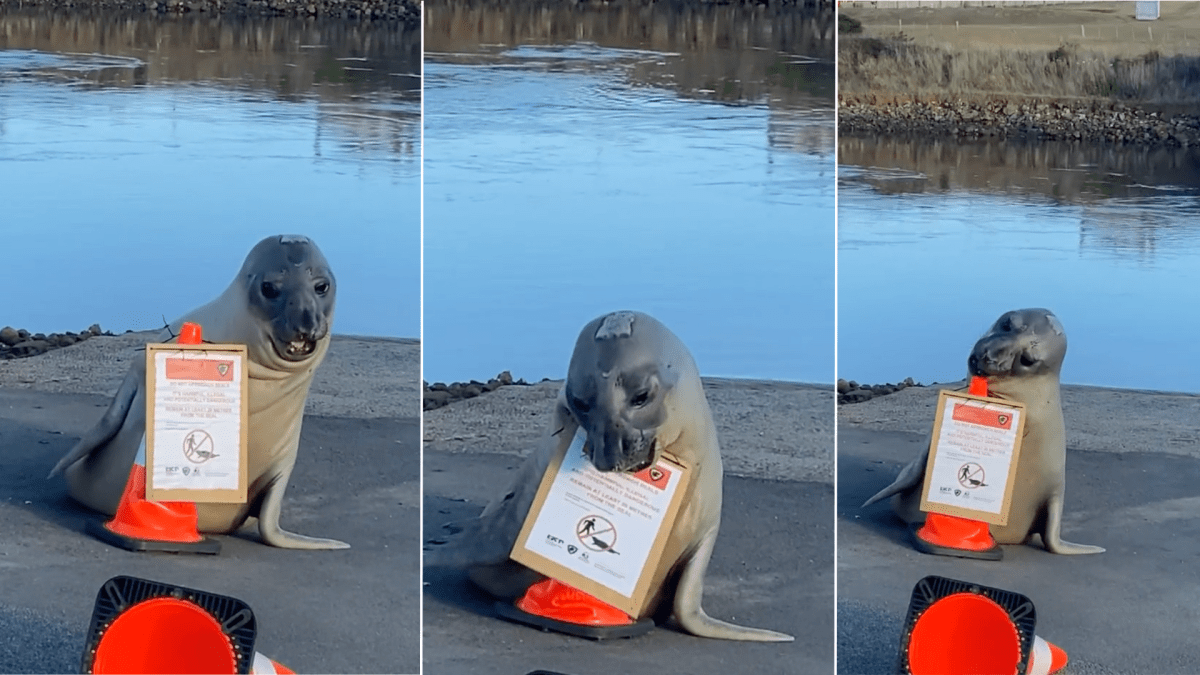 Neil the Seal Is Still Going Strong on Land in Australia and It's Hilarious  - Parade Pets