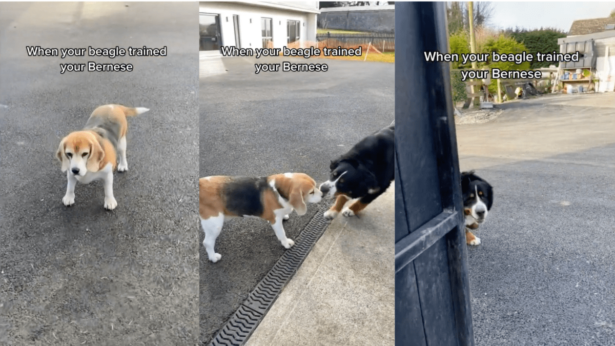 Beagle bernese mountain dog 2025