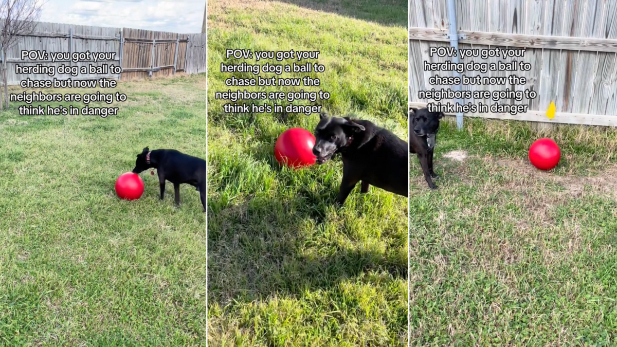 Cattle dog sale herding ball