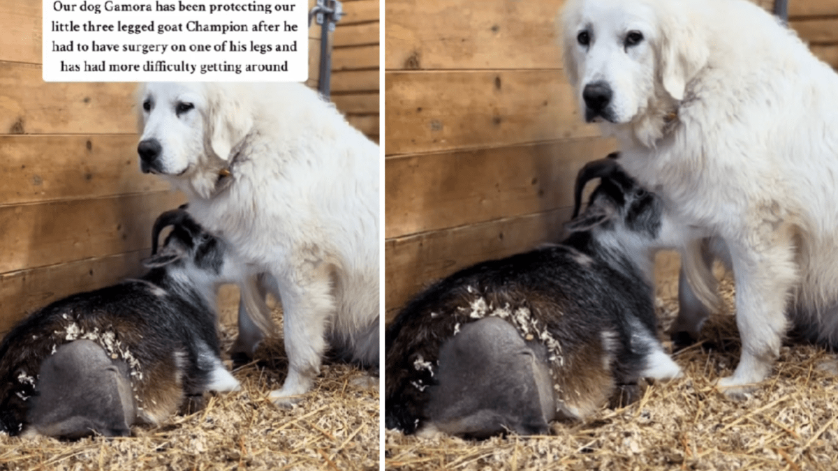 Goat protecting dogs on sale