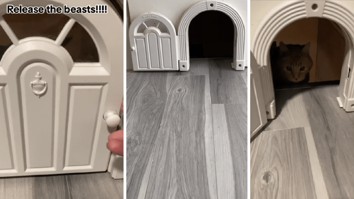Cat door for basement door sale