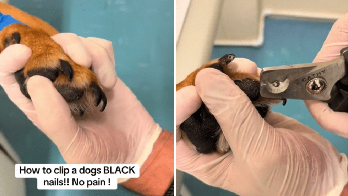 How to clip dog's black nails discount