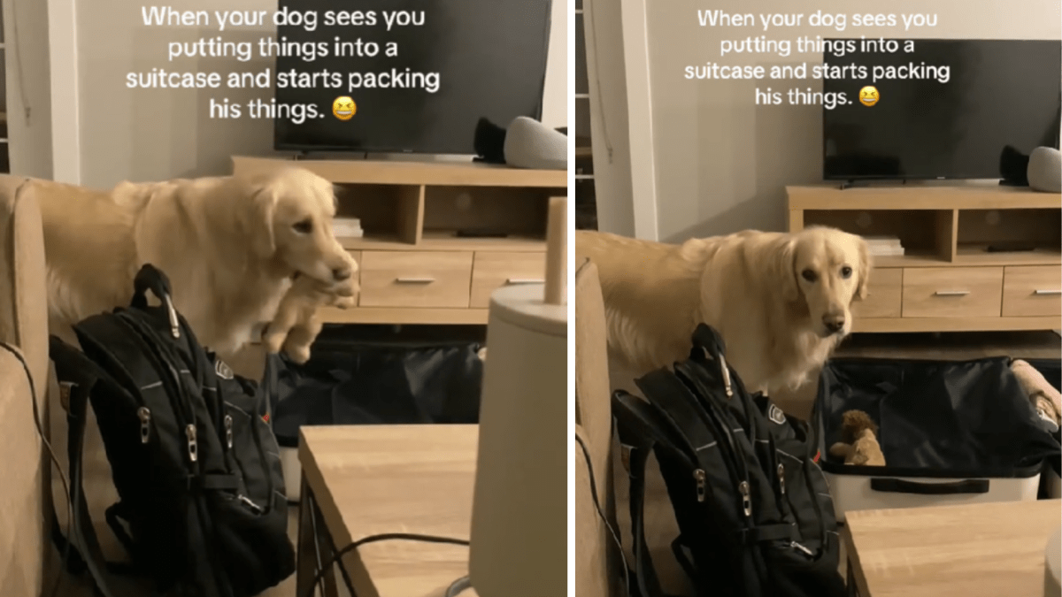 Dog packing store suitcase