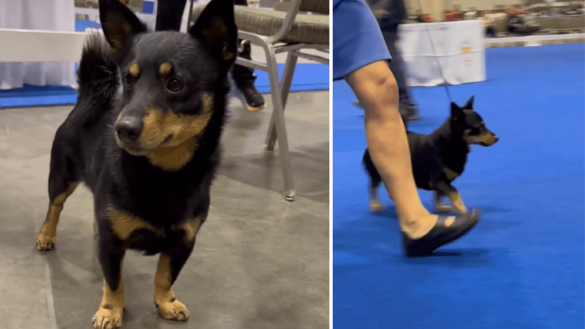 Lancashire clearance heeler kennel
