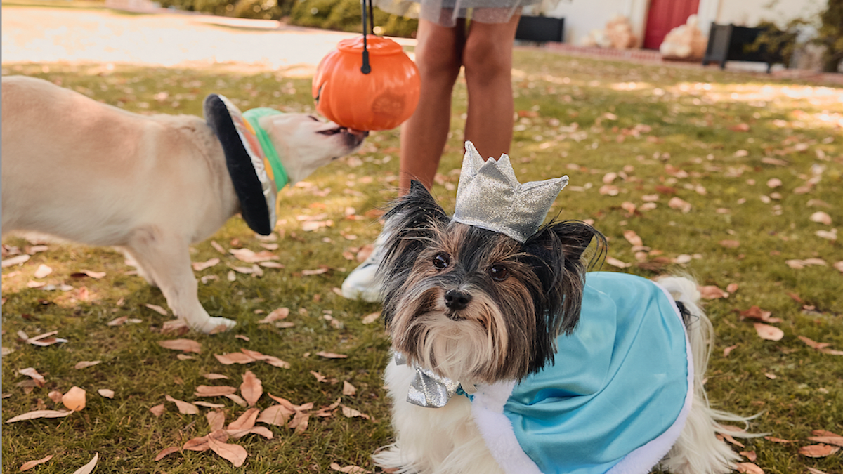 Dog harness dress petsmart top