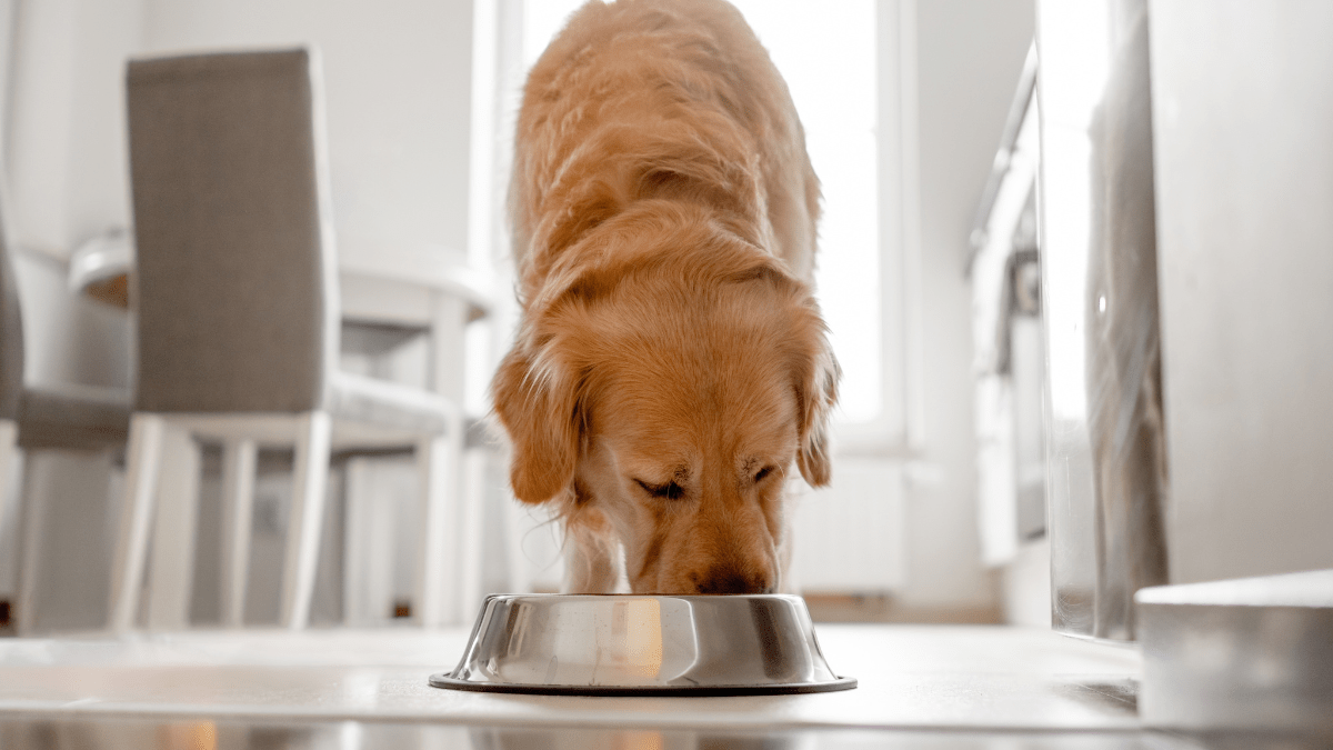 Fda warning grain free clearance