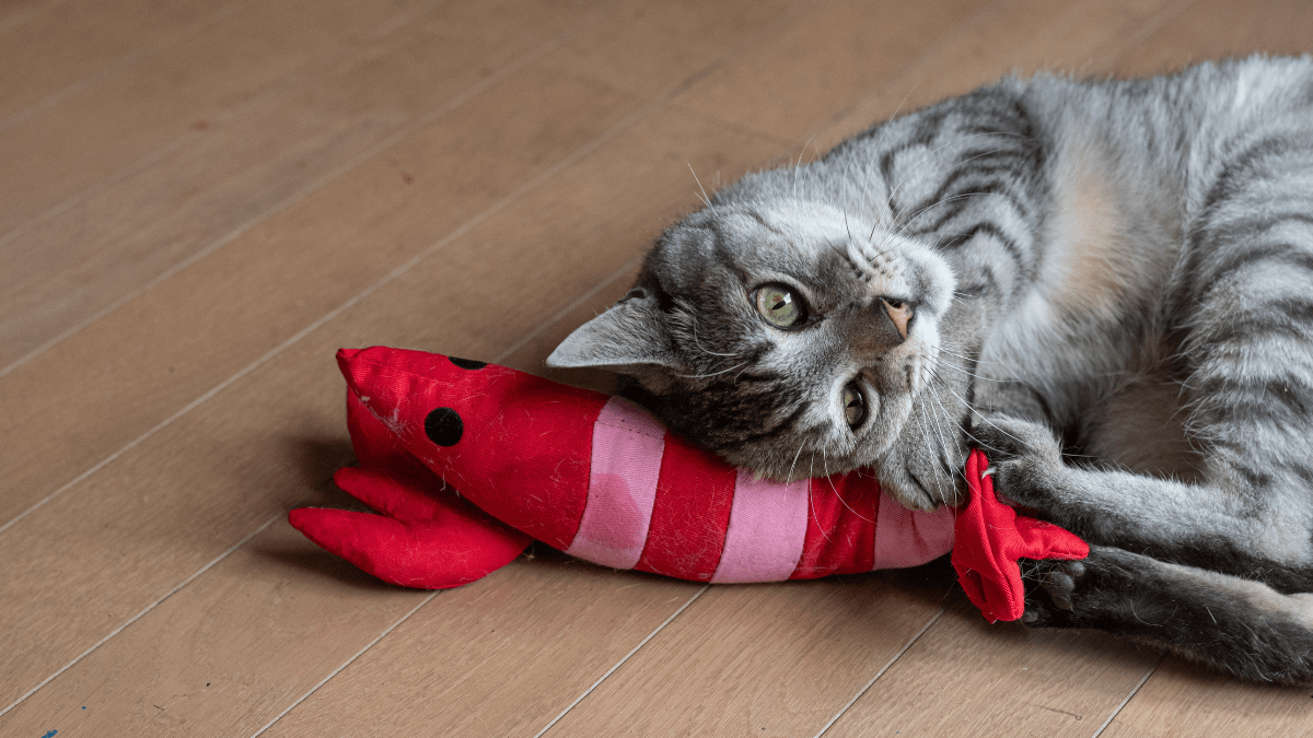 Precious Cat Brings Favorite Toy to Heat Vent to Warm Up People Can t Take It Parade Pets
