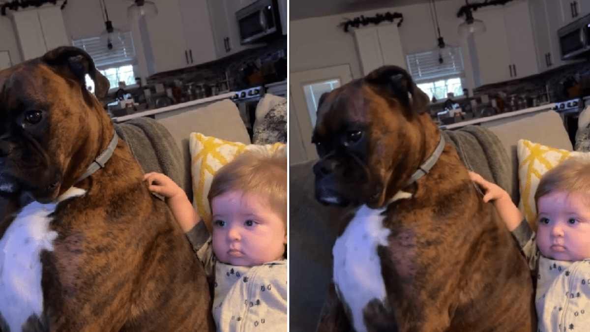 Baby outlet boxer dog