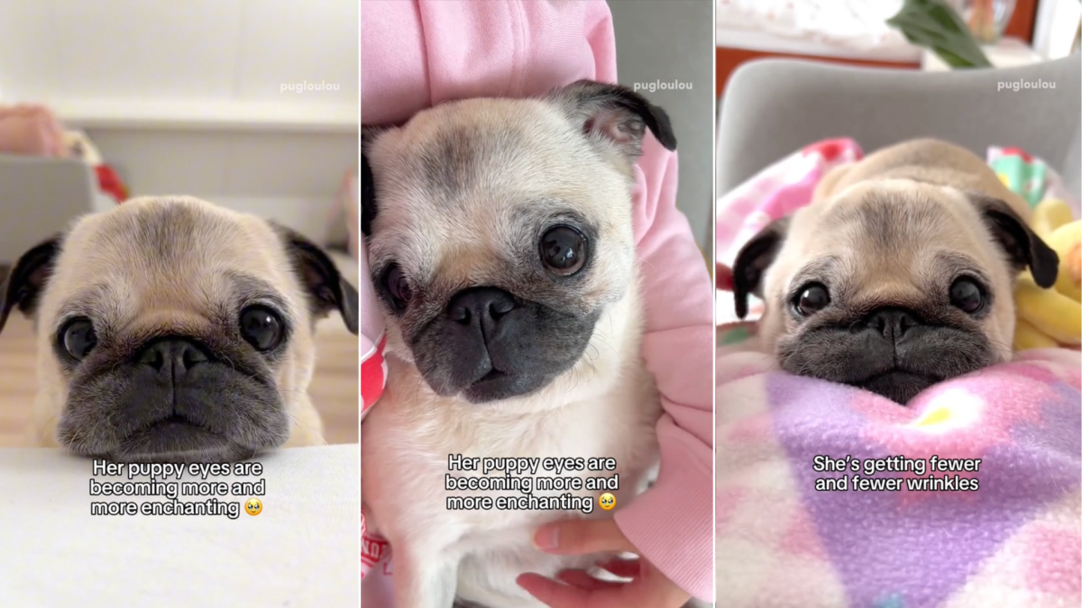 Pug age in dog years clearance
