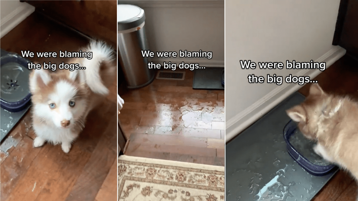 Pomsky Puppy Getting Caught Splashing in the Water Bowl Is Too