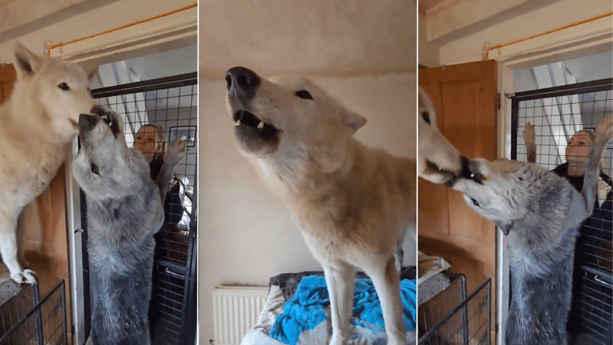 Dog breeds that howl like wolves top