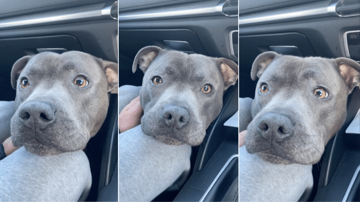 Blue boys staffies sales